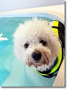 Cherrytree Canine  Hydrotherapy Kent -  Gallery 6